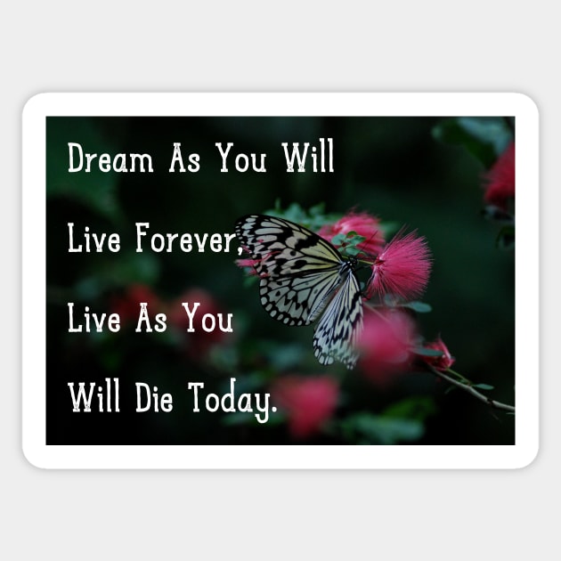 Dream As You Will Live Forever, Live As You Will Die Today. Wall Art Mug iPhone 12 Case Poster Pin Motivational Quote Flower Butterfly Art Home Decor Sticker by Narnic Dreams